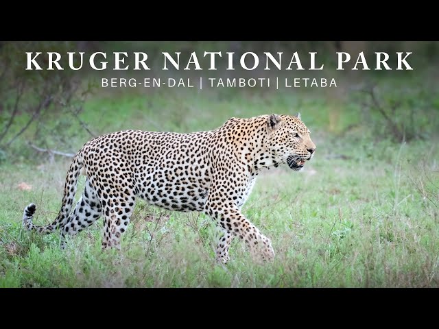 Brothers on Safari | Kruger National Park