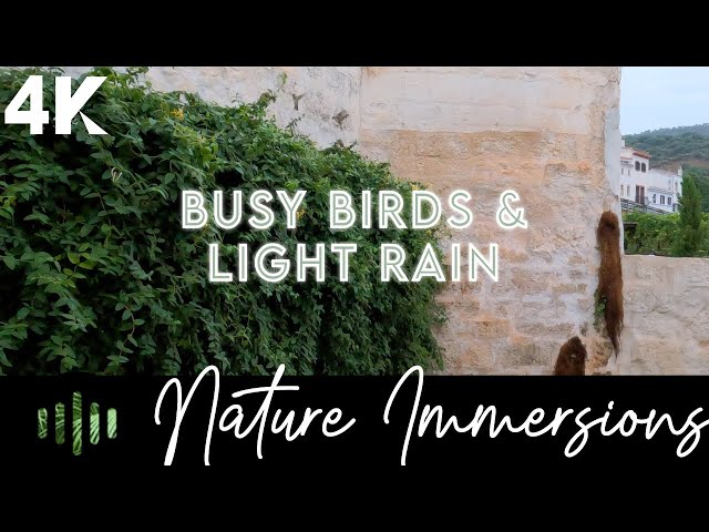 Wake up to Morning Birdsong and Light Rain on the Island of Menorca Spain | Relaxing 4K Soundscape