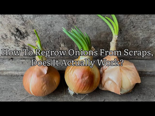 How To Regrow Onions From Scraps, Growing Onions From Old Onions