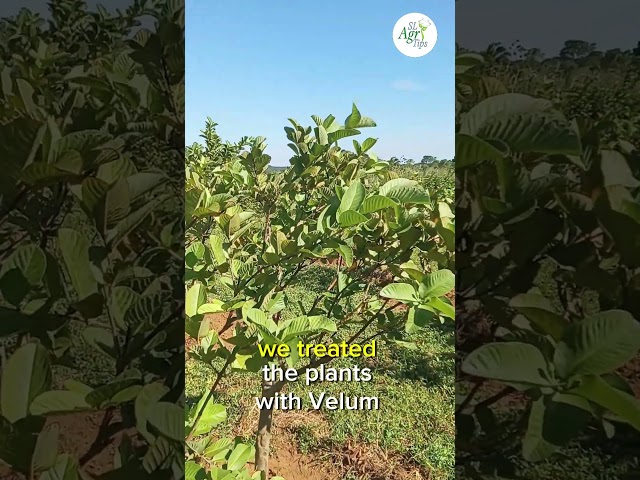 How to Save Guava Plants from Nematode Attack | Effective Treatment & Recovery 🌱✅