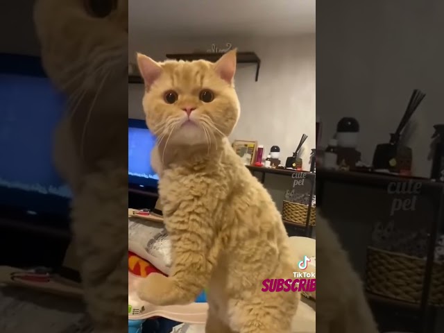 Funny Cat #shorts #cutecat #animals #fypシ #funnyvideo #cats