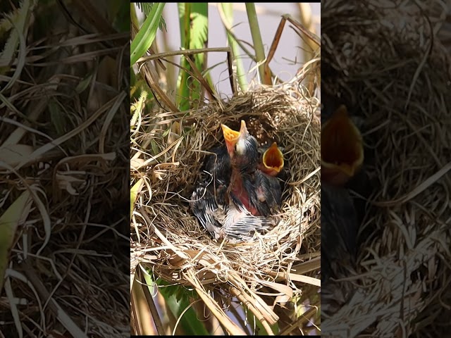 #birds #nature #birdslover