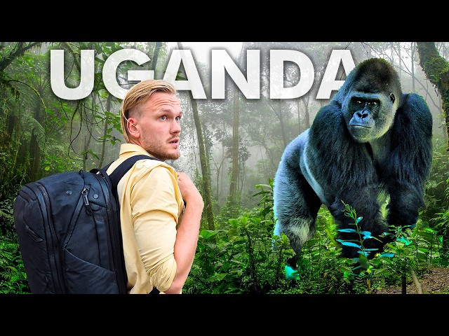 Youtuber's Worst Nightmare While Chasing Wild Gorillas