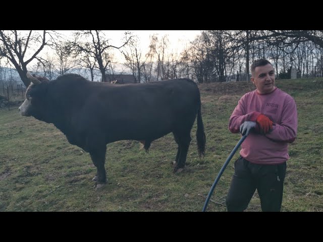 Uživo Jelenko od Bokija Tanasića izazivač šampiona Odžabe