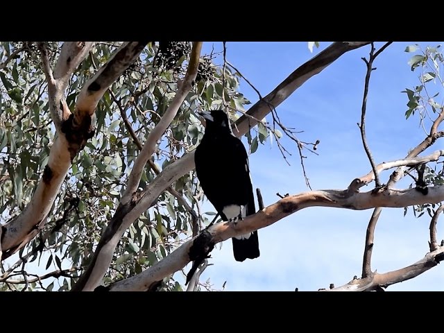 Magpies - Australian Bird | Short Documentary