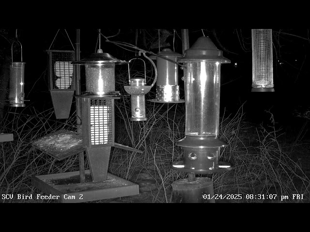 Saint Vincent College Bird Feeder Cam#2