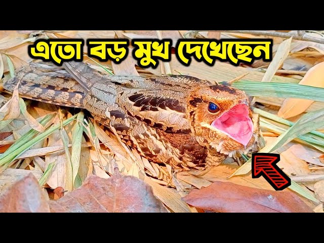 এই পাখিটির মুখ দেখে আমি অনেক ভয় পেয়েছি। Bird Videos । Birds। wildlife। Village And Animal Life.