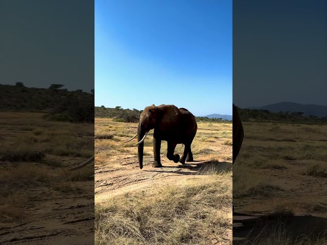 A breathtaking moment in Amboseli..