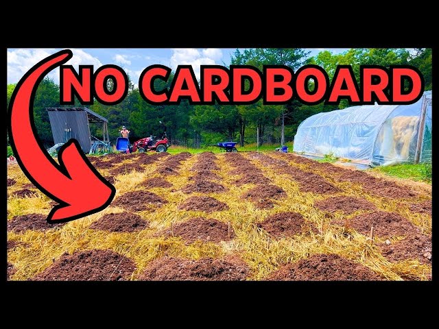 HOW TO BUILD THE ULTIMATE NO DIG GARDEN! (USING COVER CROPS AS A SHEET MULCH)