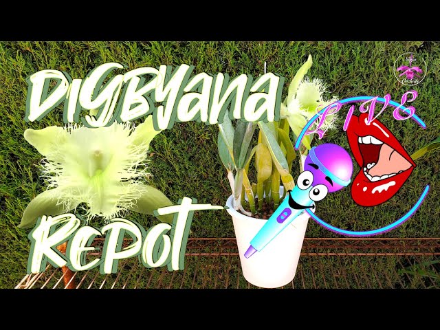 🎤Repotting Rhyncholaelia Digbyana into Semi-Hydro Set-Up | Tutorial | Root Cleaning #ninjaorchids