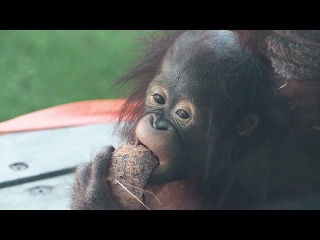 Happy International Orangutan Day!