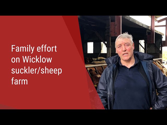 Beef Focus: Family effort on Wicklow suckler/sheep farm