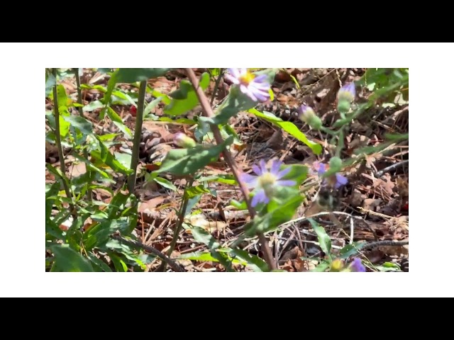 Bumblebee on Purple Aster, a Fall-blooming Wildflower