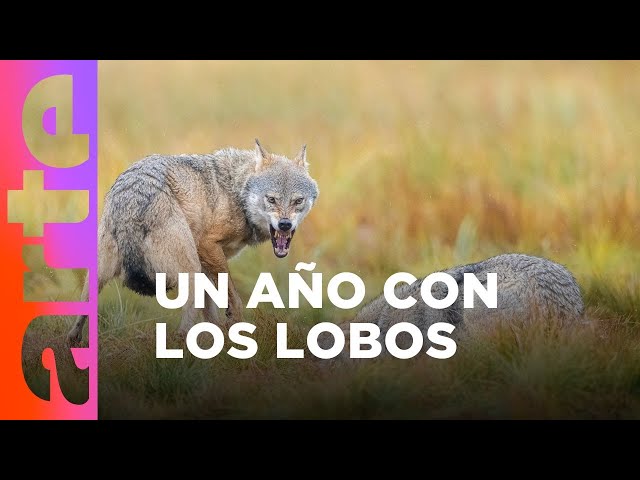 Un año entre los lobos | ARTE.tv Cultura