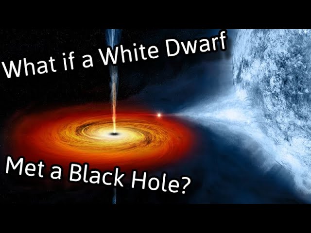 What if a White Dwarf met a Black Hole?