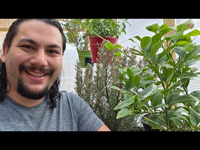 I built a greenhouse! See my upcycled hydroponic sprout system!