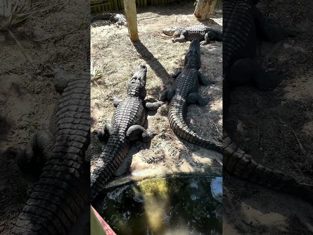 Alligator Sounds: American and Chinese alligators #staugustine #alligatorfarm #nature