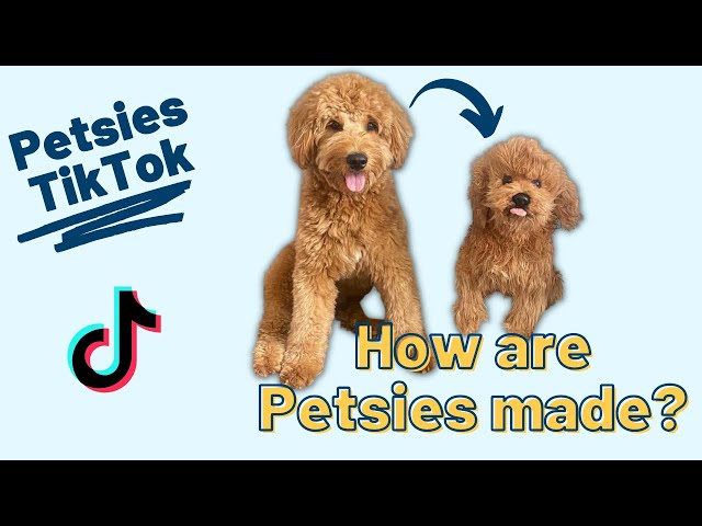 How Petsies Are Made | Petsies©