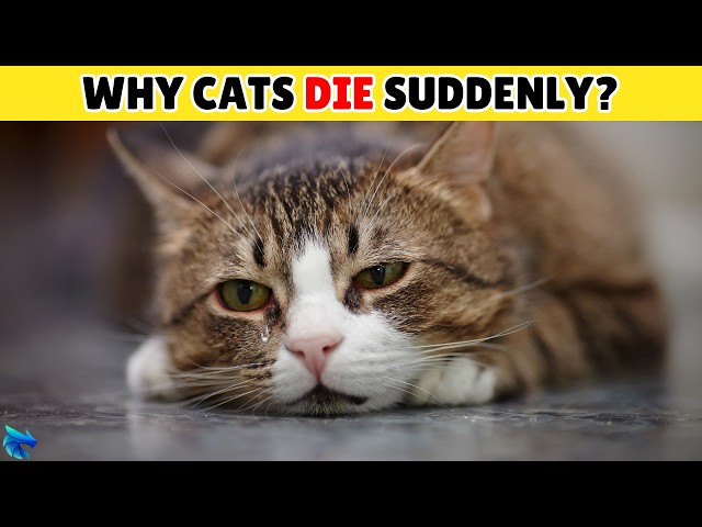 🚨 Heartbreaking Signs Your Cat Is Dying – Don’t Miss These Warnings! 💔