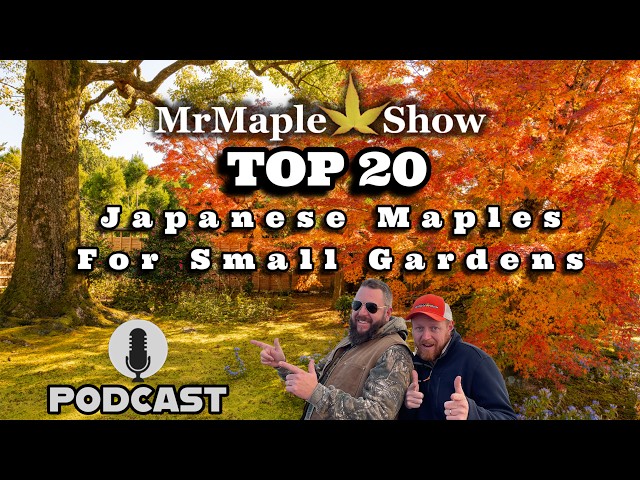 Top 20 Japanese Maples For Small Gardens | MrMaple Show Podcast