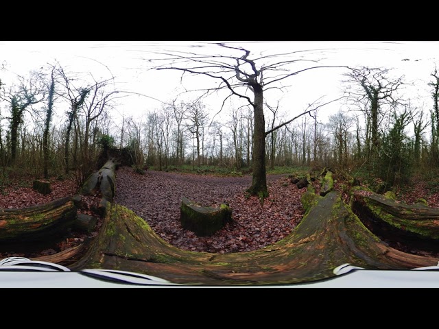 Clayfield Copse - Insta 360 ONE X - Post Processing in DaVinci 15