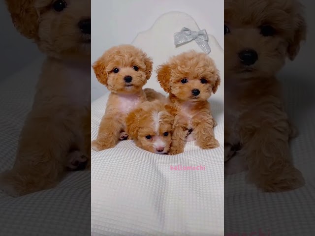 cute puppies funny moment cute overload ❤️#hellomochi #dog #bichon