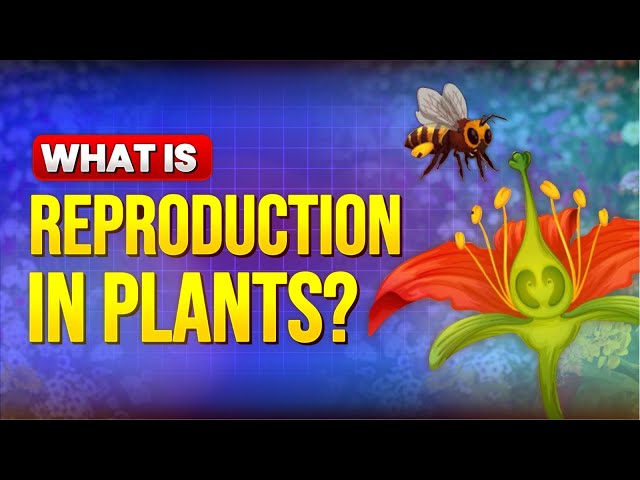 The Fascinating World of Plant Reproduction | How Plants Grow & Multiply! | International Schooling