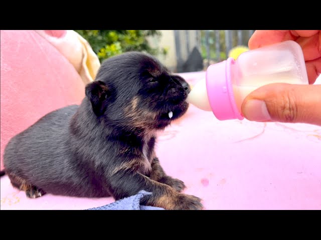 Shocking! The dog 🐶 I raised with a bottle is so cute and funny! 😁❤️👍