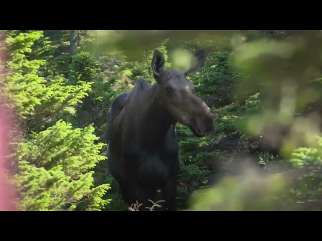 Cape Breton's Hidden Gem: The Jaw-Dropping Cabot Trail 🌟