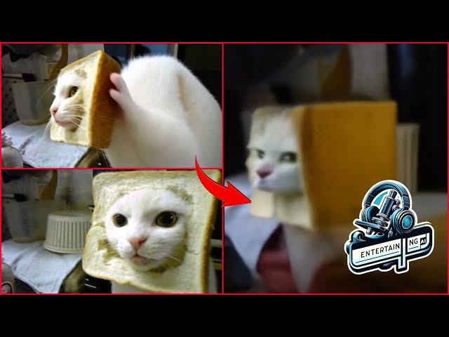 AI-Pawered Cat Meme Compilation