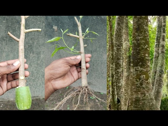 How To Grow Agar Wood From Cutting Branche| Agar Wood Growing Techniques