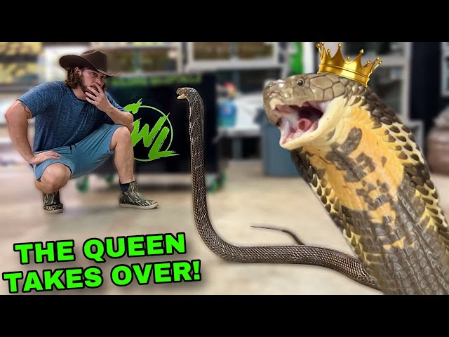 QUEEN COBRA TAKES OVER + NEW RESCUE FISH!