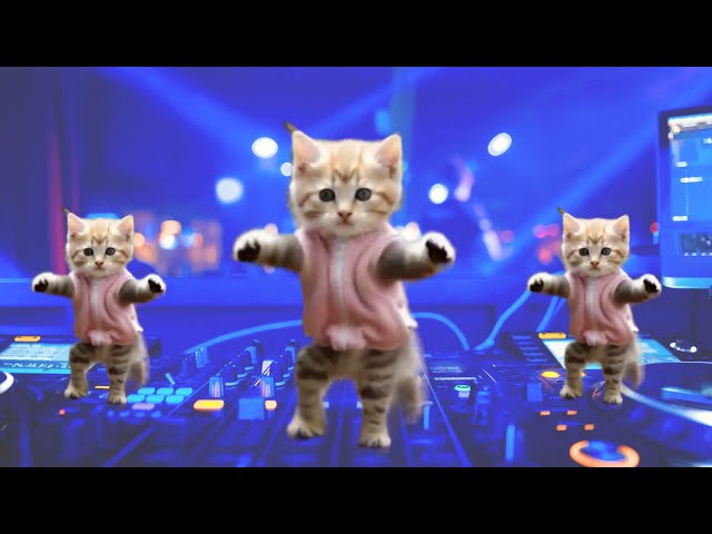 😻Cat videos funny dance 💃😃Videos for cats # funnycats #dancingcat #catlovers