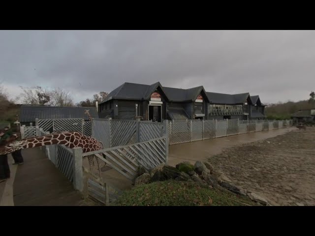 Giraffes Feeding time at Colchester Zoo (VR 180 3D)