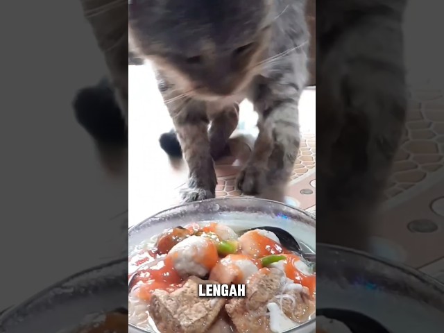 Lengah dikit bakso diambil kucing