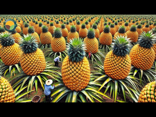 How Thai Farmers Harvest Millions of Pineapples - Thailand Street Food | Farming Documentary