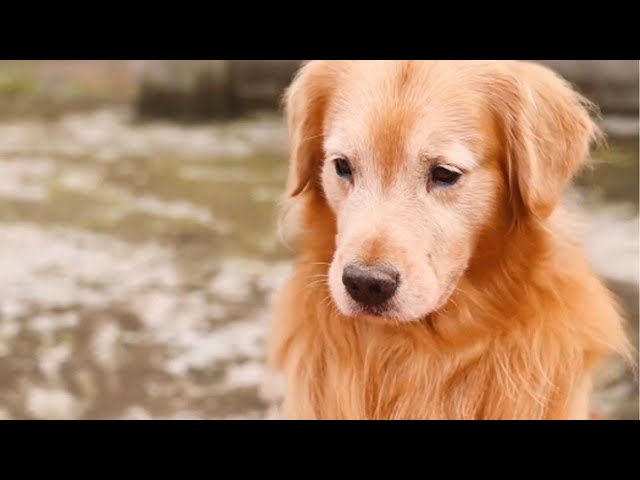 Luhu：When every household is filled with sausages, the New Year is getting closer#dog #pets