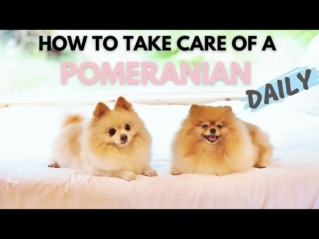 How To Take Care Of A Pomeranian Daily | Ultimate New Pom Owner's Guide