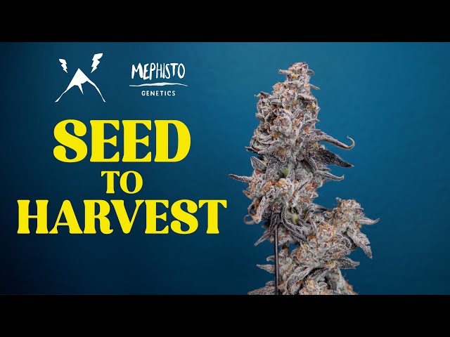 Seed to Harvest | Autoflower Grow Report