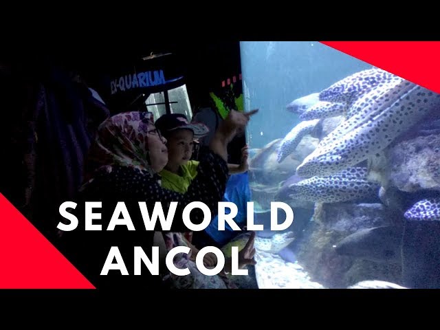 Sea World Ancol: Liburan Seru Bersama Keluarga | Azka Family