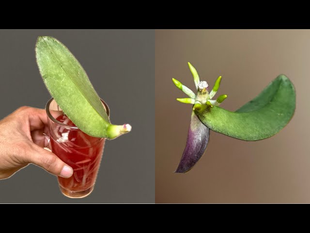 Just 1 cup of this! Orchid leaves immediately grow roots and bloom all year round