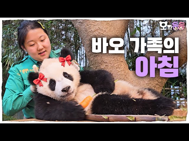 (SUB) Bao Family's Cute Daily Life From The Morning🐼🐼│Panda World