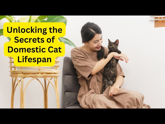 Unlocking the Secrets of Domestic Cat Lifespan: A Comprehensive Guide