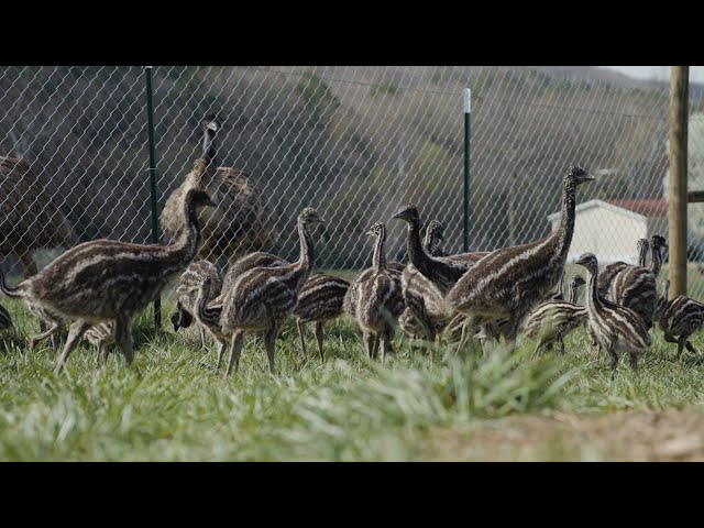 Gum Creek Emus