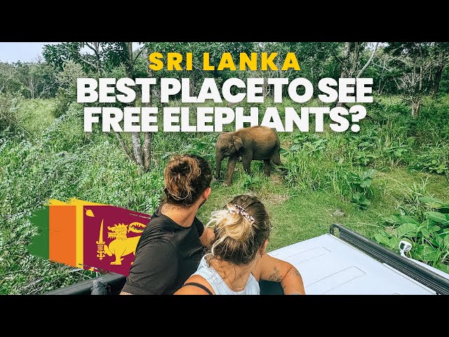 A month in Sri Lanka 🇱🇰