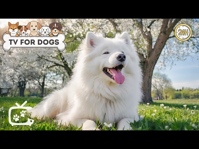 DOG TV for Dogs to Watch: Anti Anxiety Video for Dogs - Music Keep Dogs Relax When You’re Away