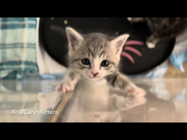 Flashback Friday: Iris meowing and wanting out of the playpen