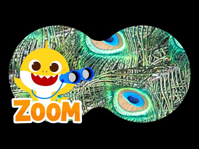 Animal Puzzle with Baby Shark |❓Guess the Animals | Zoom Zoom Zoom | Learn Animals