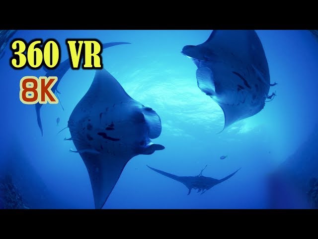 [ 8K 360 VR ] ヴァーチャルダイビング:VRツアー 海宙遊泳 Virtual Diving Amazing Underwater World