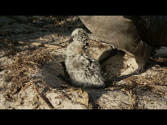 The first of many Black-footed Albatross to hatch Midway Atoll National Wildlife Refuge